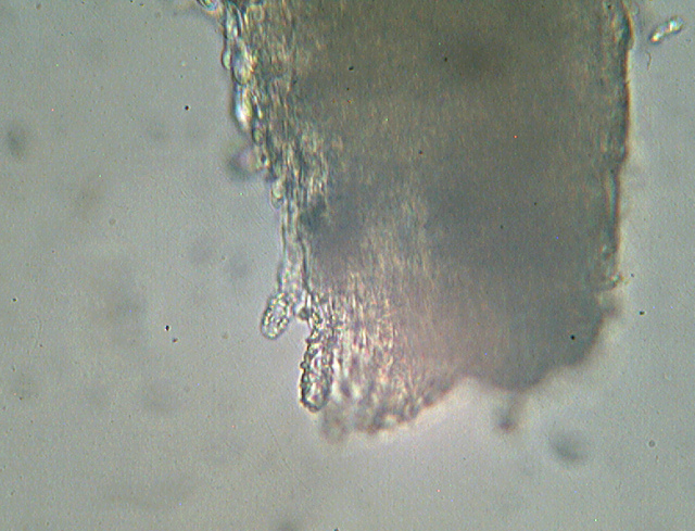 Steccherinum bourdotii